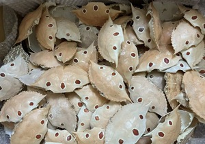 Grande coquille de crabe entière séchée naturellement pour la restauration, la cuisine, la décoration intérieure - Product Image 3