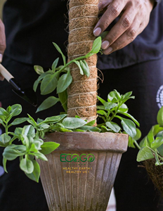 Poste de Fibra de Coco para Plantas |   Soporte para Plantas de Fibra de Coco Natural con Núcleo de Madera y Metal Flexible |   Para Plantas Trepadoras de Interior - Product Image 5