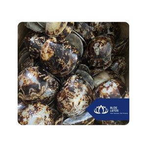 [VENTA EXITOSA] |   Conchas de Limpet para Arreglos Decorativos, Materiales de Manualidades y Proyectos de Colección de Conchas, Vietnam - Product Image 1