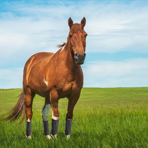 Vendas para Patas de Caballo Más Vendidas, Vendas para Patas de Caballo Elegantes, Construcción Suave con Ajuste Cómodo y Seguro - Product Image 6