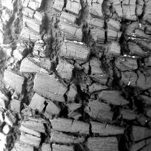 Charbon de tamarin en promotion, idéal pour griller la viande sans fumée, avec une flamme puissante et durable. - Product Image 2