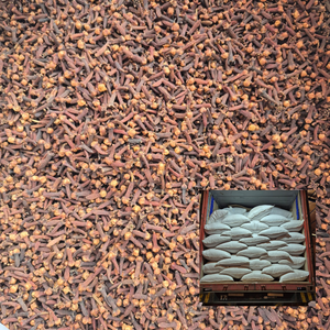 Clavos de olor indonesios de grado AB6, especias enteras secas, empaque a granel de 25 kg, procedentes de Sulawesi, en sacos de yute, sacos de polipropileno o cajas de cartón. - Product Image 1