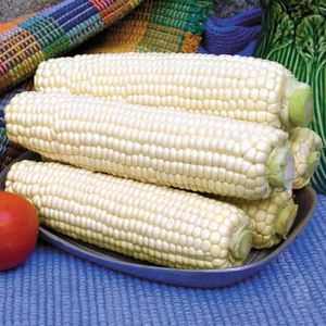 Maíz Blanco de Primera Calidad al por Mayor, Listo para Enviar, Grado Alimenticio, Producto de Exportación de Alta Calidad - Product Image 5