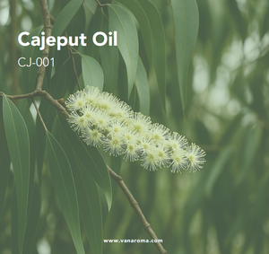 Aceite Esencial de Cajeput 100% Natural y Orgánico (CJ-001) Aroma Van - Product Image 2