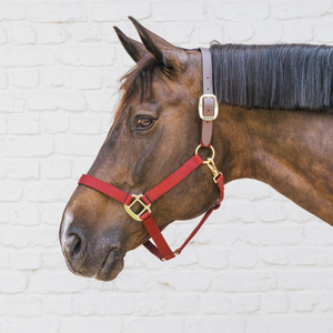 Wholesale Adjustable Horse Halter Plated Finish Heavy Industry Use Anti-Slip Durable Horse <b>Headcollar</b> Training Equipment - Product Image 4