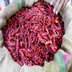 Nueva Temporada de Chile Rojo Entero Indio Premium, Pimiento Seco para Comerciantes de Ingredientes Alimenticios y Venta al por Mayor Internacional - Product Image 6