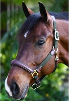 Harnais d'endurance pour chevaux en nylon et cuir de qualité supérieure, avec surpiqûres décoratives, quincaillerie en acier inoxydable et laiton, confortable