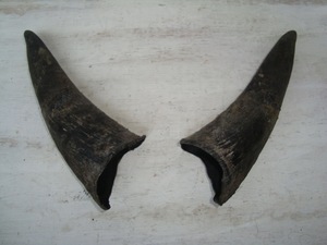 Paires de cornes de chèvre naturelles, finition rustique, écologiques, neuves, de haute qualité pour la décoration et l'artisanat - Product Image 2