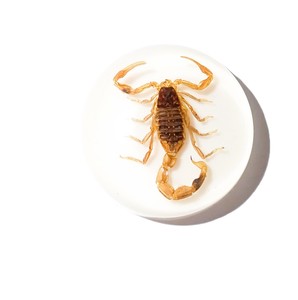 Cabujón Redondo de Plástico con Espécimen Real de Escorpión Dorado Moderno, 25x25 mm, Base Plana Blanca para Manualidades y Joyería - Product Image 2