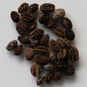Graines de papaye séchées, fournisseur vietnamien, prix bas, qualité supérieure, graines comestibles séchées au soleil. - Product Image 2