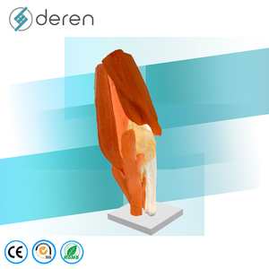 DRS2030 Modelo Anatómico <span class=keywords><strong>de</strong></span> <span class=keywords><strong>Rodilla</strong></span> Humana a Tamaño Real con Músculos y <span class=keywords><strong>Ligamentos</strong></span> - Modelo <span class=keywords><strong>de</strong></span> Enseñanza Anatómica para Educación Médica - Product Image 4