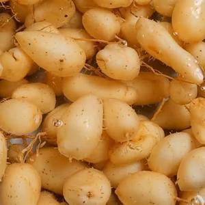 Vegetales de raíz congelados para sopa dulce, tubérculos naturales masticables, procesamiento IQF, suministro al por mayor - Product Image 1