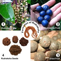 Collier de prière hindou artisanal Altamash en Rudraksha naturel, 108 perles, léger, personnalisé, durable, très demandé, pour le yoga