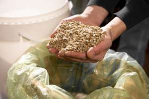 Granos de Café Verde Robusta de Calidad de Exportación, Proveedor Directo de Granos Crudos de Vietnam, Mejor Precio Competitivo, Servicio OEM/ODM - Product Image 6