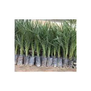 Standardized Quality only indigenous producer of Tissue Culture Date Palm Seedling