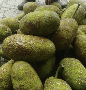 Portions de fruit du pain surgelées IQF à partir de matière première de fruit du pain, conçues pour la cuisson et l'exportation, provenance Vietnam - Product Image 3