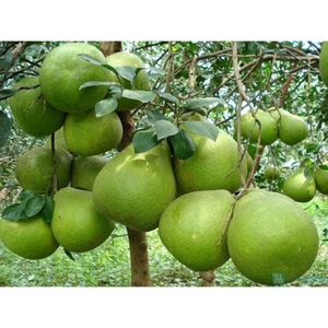 Pomelo fresco de piel verde de Vietnam/fruta orgánica al por mayor de Vietnam - Product Image 4