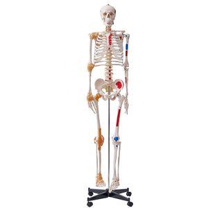 Modello di Scheletro Umano in PVC a Grandezza Naturale da 181 cm, con Braccia e Gambe Mobili, per Anatomia e Scienza Medica - Product Image 1