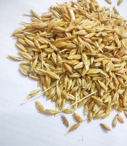Grano de Cebada Integral Premium para Alimentación Animal, Alimento para Ganado de Alta Energía, Suministro Agrícola de Granos a Granel - Product Image 2