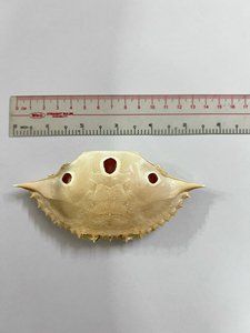 Concha de cangrejo cruda limpia entera para carne de concha de cangrejo rellena/Concha de cangrejo para limpiar alimentos - Product Image 2