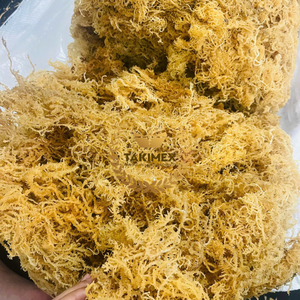 ถุงเก็บสาหร่าย Takimex 10ออนซ์20ออนซ์ถุงห่อสาหร่ายแบบแห้งสำหรับเก็บเกี่ยวในทะเลมอสแบบไอริชชอนดูรัส - Product Image 6