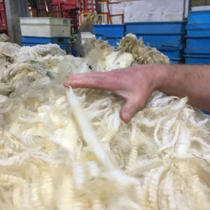 Factory Natural Color White Sheep <b>Wool</b> for Filling - Product Image 5