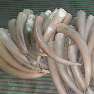 ฮอร์นบูลขนาดใหญ่สำหรับตกแต่งบ้าน - Product Image 1