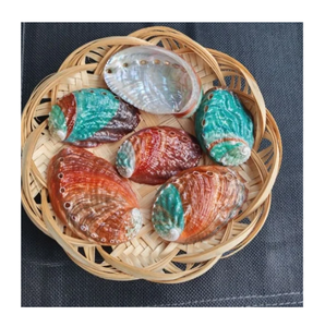 เปลือกหอยเป๋าฮื้อธรรมชาติสีรุ้ง สำหรับตกแต่งบ้าน งานฝีมือ DIY วัสดุศิลปะจากเปลือกหอย - Product Image 1