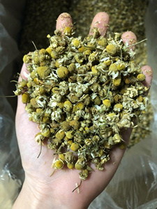 Flores de Manzanilla Secas Naturales, Flores de Margarita a Granel para Té de Hierbas, Bebidas, Manualidades y Decoración, Venta al por Mayor, Vietnam - Product Image 5