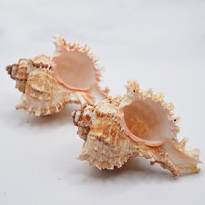 Opercule naturel en gros de coquillage Chicoreus Ramosus, opercule de Murex, coquillages marins de plage - Product Image 1