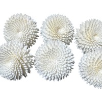 VADEE SOLA WOOD FLOWER Krisan Salju Putih 003 Kerajinan Tangan Ramah Lingkungan dari Kayu Sola Tanaman Sesbania Paket Diffuser Reed