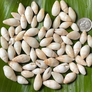 Petite coquille marine pour la création de bijoux artisanaux, coquille naturelle, prix direct d'un fournisseur vietnamien. - Product Image 1