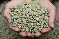 Granos de Café Verde Crudo Sin Tostar, Origen Directo de Vietnam, Granja de Alta Calidad, Suministro a Granel, IIGLOBAL FARM Modelo GB26 60kg S16 24 Meses