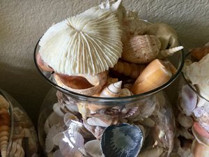 เปลือกหอยตกแต่งสำหรับงานแต่งงานและงานอีเว้นท์ธีมชายหาด - Product Image 3