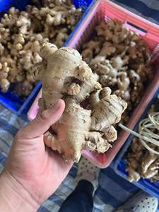 Jengibre Fresco de Vietnam, Exportador Agrícola de Confianza que Ofrece Entrega de Contenedores a Granel para Compradores Extranjeros - Product Image 3