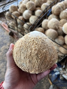 มะพร้าวอบแห้งแบบแกะเปลือก จำหน่ายจำนวนมาก (WA +84914319488) - Product Image 4