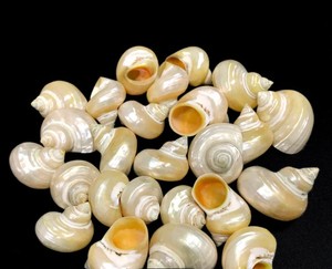 [FOURNISSEUR PRINCIPAL] Cabochon plat en coquille de Paua naturelle |   Coquille d'ormeau irisée polie, écologique et faite à la main pour la création de bagues DIY - Product Image 2