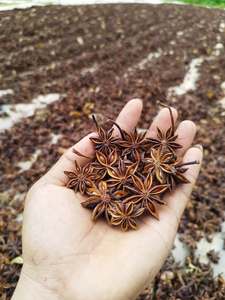 [AVAILABLE] | Wholesale BLUE LOTUS Dried Star <b>Anise</b> Spice (Reddish-brown Dark Brown) for Food Industry Cooking Essential <b>Oil</b> - Product Image 2