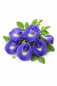 Fleur de pois papillon de qualité export du Vietnam, séchée entière, naturelle, bleue, pour thé aux herbes, ingrédient alimentaire et relaxation - Product Image 4