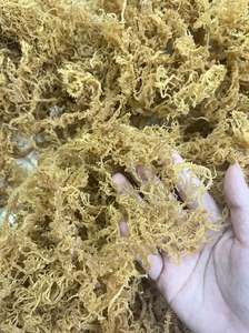 สาหร่ายทะเลออร์แกนิก 100% ธรรมชาติ แบบดิบ ไม่ผ่านการแปรรูป  ชนิดสับละเอียด  บรรจุถุง 50 กก. ผลิตในเวียดนาม-จอห์น อายุการเก็บรักษา 12 เดือน - Product Image 6