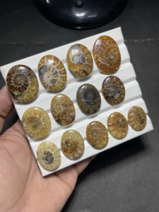 Fossile d'ammonite naturelle, coquille d'ammonite polie, spécimen de fossile, pierre de collection, fabricant et fournisseur en gros - Product Image 2