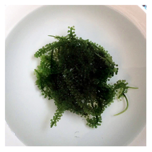 Uvas de Mar Verdes Deshidratadas de Vietnam, Proveedor de Exportación Premium, Pedidos al por Mayor para Distribución a Nivel Mundial - Product Image 1