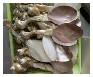 Cuillères en coquillages naturels, ustensiles artisanaux polis en coquillages, décoration artisanale pour la maison - Product Image 1