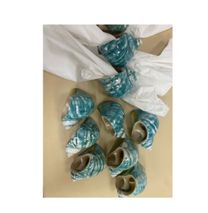Servilleteros de concha marina Turbo azul pulido de alta calidad para decoraciones de boda festivales fiestas-regalos de recuerdo de concha marina - Product Image 2
