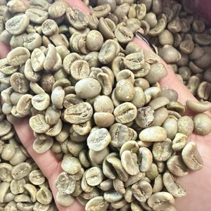 Vietnam Robusta <b>Honey</b> Coffee Beans Raw Green Bulk Export Quality Supplier for Global Importers - Product Image 5