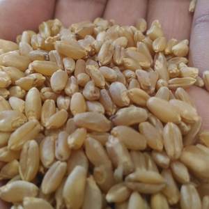 Grano de Trigo Orgánico Certificado para Agricultura Sostenible y Procesamiento de Alimentos con Grano de Trigo Rico en Nutrientes para Compradores - Product Image 2