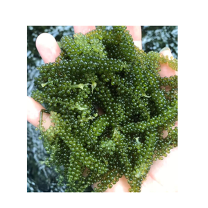 Umidoto Fresco (Caviar Verde de Uva de Mar) en Stock - Proveedor de Vietnam con Entrega Rápida - Product Image 2