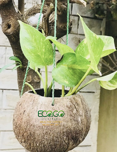 Pot suspendu en coquille de noix de coco fait main |   Pot à plantes succulentes naturelles pour la maison, le jardin et les espaces extérieurs |   Eco2go Vietnam - Product Image 6