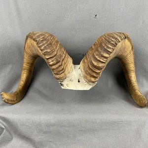 buffalo horn decoration horn hand made horn decorative <b>objects</b> - Product Image 1