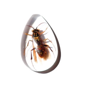 Yellow Paper Wasp Real Specimen Plastic Cabochon Pear Shape Cut <b>Top</b> 33x22 mm Clear Flat Bottom for Crafts and Jewelry Making - Product Image 4